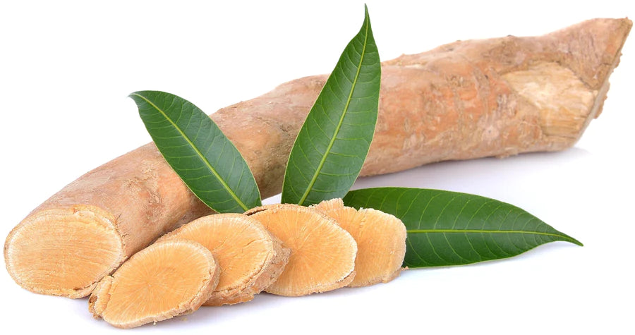 The Benefits Of Tongkat Ali Eurycoma Longifolia Root Designed By Dean the-benefits-of-tongkat-ali-eurycoma-longifolia-root-designed-by-dean